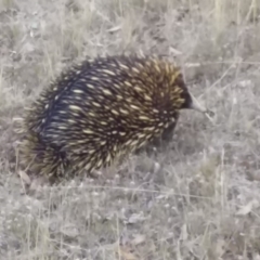 Tachyglossus aculeatus (Short-beaked Echidna) at Forde, ACT - 8 Jan 2017 by natureguy