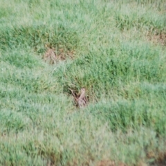 Gallinago hardwickii (Latham's Snipe) at Fyshwick, ACT - 29 Jan 2012 by natureguy