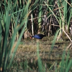 Porphyrio melanotus (Australasian Swamphen) at Jerrabomberra Wetlands - 29 Jan 2012 by natureguy