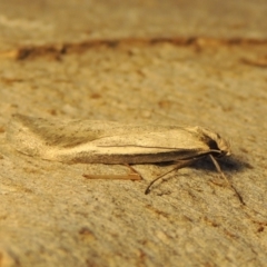 Philobota xiphostola at Conder, ACT - 15 Aug 2018 by michaelb