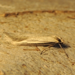 Philobota xiphostola at Conder, ACT - 15 Aug 2018