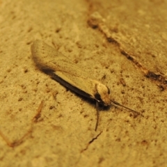 Philobota xiphostola at Conder, ACT - 15 Aug 2018 01:25 PM