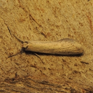 Philobota xiphostola at Conder, ACT - 15 Aug 2018 01:25 PM