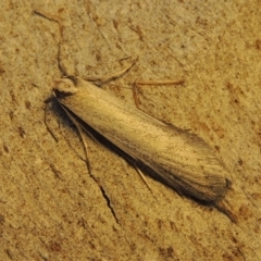 Philobota xiphostola at Conder, ACT - 15 Aug 2018