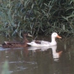 Anas platyrhynchos (Mallard (Domestic Type)) at Tharwa, ACT - 12 Jan 2015 by michaelb