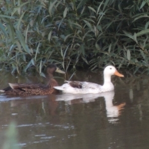 Anas platyrhynchos at Tharwa, ACT - 12 Jan 2015