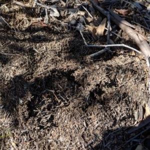 Papyrius nitidus at Symonston, ACT - suppressed