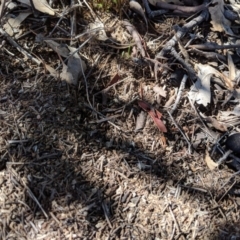 Papyrius nitidus at Symonston, ACT - suppressed