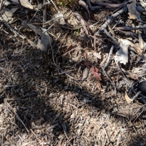 Papyrius nitidus at Symonston, ACT - suppressed