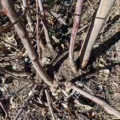 Papyrius nitidus (Shining Coconut Ant) at Symonston, ACT - 16 Aug 2018 by JackyF