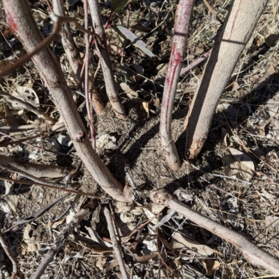 Papyrius nitidus (Shining Coconut Ant) at Symonston, ACT - 16 Aug 2018 by JackyF