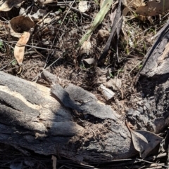 Papyrius nitidus at Symonston, ACT - suppressed