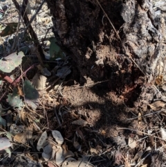 Papyrius nitidus at Symonston, ACT - suppressed