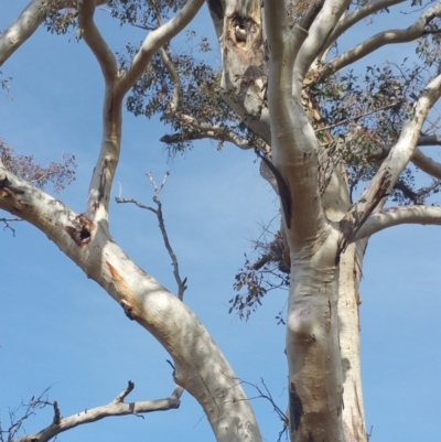 Cacatua sanguinea (Little Corella) at Jerrabomberra, ACT - 15 Aug 2018 by nathkay