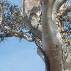 Cacatua sanguinea at Jerrabomberra, ACT - 15 Aug 2018