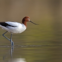 Recurvirostra novaehollandiae (Red-necked Avocet) at Lake Curalo - 17 Aug 2018 by Leo