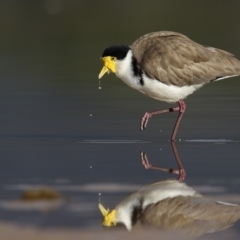 Vanellus miles (Masked Lapwing) at Eden, NSW - 17 Aug 2018 by Leo