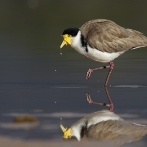 Vanellus miles at Lake Curalo - 17 Aug 2018