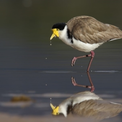 Vanellus miles (Masked Lapwing) at Lake Curalo - 16 Aug 2018 by Leo