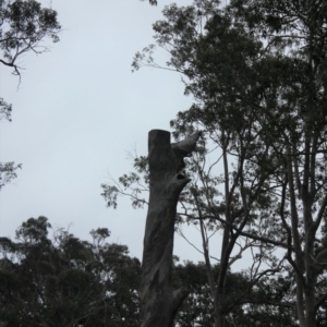 Native tree with hollow(s) at Narooma, NSW - 17 Aug 2018 10:47 AM