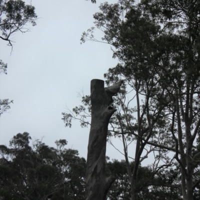 Native tree with hollow(s) (Native tree with hollow(s)) at Eurobodalla National Park - 17 Aug 2018 by nickhopkins