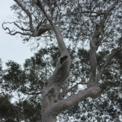 Native tree with hollow(s) (Native tree with hollow(s)) at Corunna, NSW - 17 Aug 2018 by nickhopkins