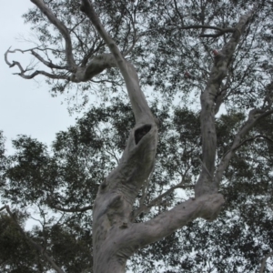 Native tree with hollow(s) at Corunna, NSW - 17 Aug 2018
