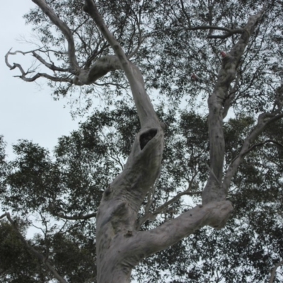 Native tree with hollow(s) (Native tree with hollow(s)) at Corunna, NSW - 17 Aug 2018 by nickhopkins