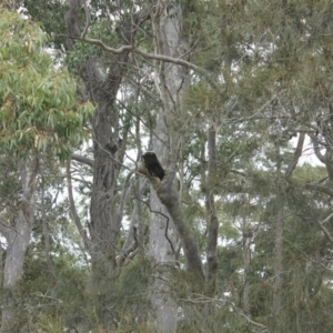 Native tree with hollow(s) at Narooma, NSW - 17 Aug 2018 11:26 AM