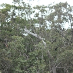 Native tree with hollow(s) (Native tree with hollow(s)) at Eurobodalla National Park - 17 Aug 2018 by nickhopkins