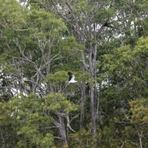 Haliaeetus leucogaster at Narooma, NSW - 17 Aug 2018