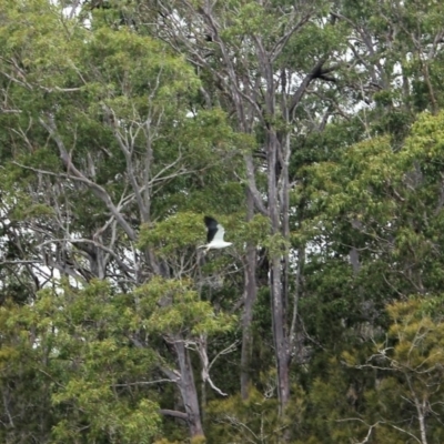 Haliaeetus leucogaster (White-bellied Sea-Eagle) at Eurobodalla National Park - 17 Aug 2018 by nickhopkins