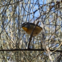 Pardalotus punctatus (Spotted Pardalote) at Majura, ACT - 17 Aug 2018 by WalterEgo