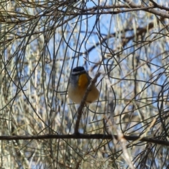 Pardalotus punctatus at Majura, ACT - 17 Aug 2018