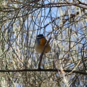 Pardalotus punctatus at Majura, ACT - 17 Aug 2018