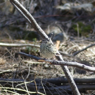 Pyrrholaemus sagittatus (Speckled Warbler) at Mount Ainslie - 17 Aug 2018 by WalterEgo