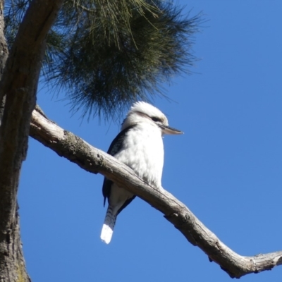 Dacelo novaeguineae (Laughing Kookaburra) at Holtze Close Neighbourhood Park - 17 Aug 2018 by WalterEgo