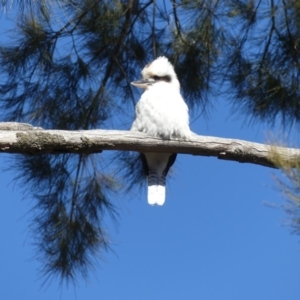 Dacelo novaeguineae at Hackett, ACT - 17 Aug 2018 10:26 AM