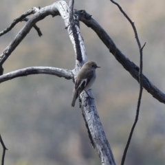 Petroica phoenicea (Flame Robin) at Mount Ainslie - 17 Aug 2018 by WalterEgo