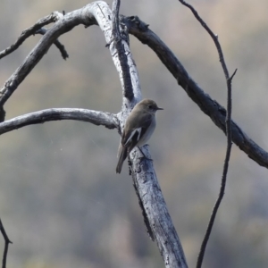 Petroica phoenicea at Majura, ACT - 17 Aug 2018 11:50 AM