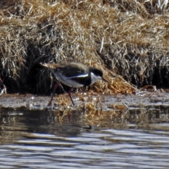 Erythrogonys cinctus at Fyshwick, ACT - 17 Aug 2018 12:10 PM