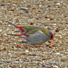 Neochmia temporalis (Red-browed Finch) at Jerrabomberra Wetlands - 17 Aug 2018 by RodDeb