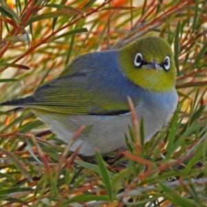 Zosterops lateralis at Fyshwick, ACT - 17 Aug 2018