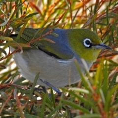 Zosterops lateralis at Fyshwick, ACT - 17 Aug 2018