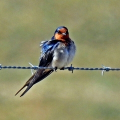 Hirundo neoxena (Welcome Swallow) at Fyshwick, ACT - 17 Aug 2018 by RodDeb