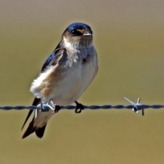 Petrochelidon nigricans (Tree Martin) at Fyshwick, ACT - 17 Aug 2018 by RodDeb