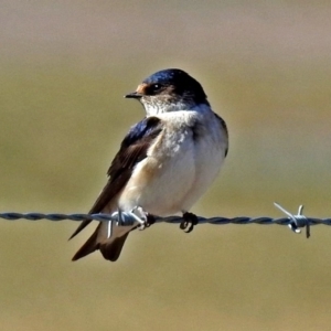 Petrochelidon nigricans at Fyshwick, ACT - 17 Aug 2018