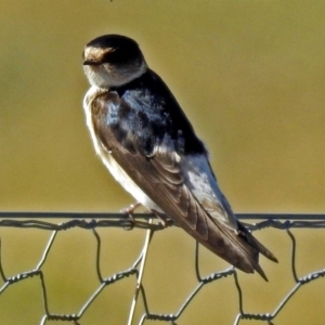 Petrochelidon nigricans at Fyshwick, ACT - 17 Aug 2018