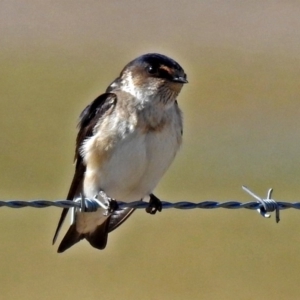 Petrochelidon nigricans at Fyshwick, ACT - 17 Aug 2018