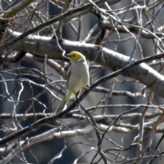 Ptilotula penicillata (White-plumed Honeyeater) at Fyshwick, ACT - 17 Aug 2018 by RodDeb